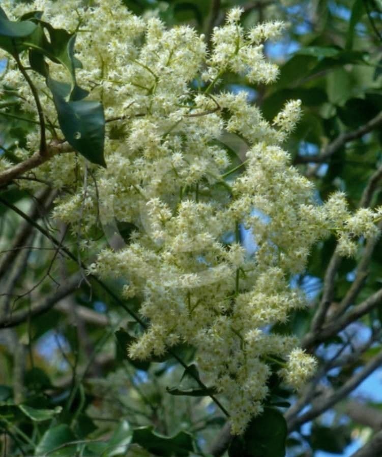 Pentaceras