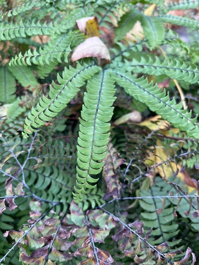 Asplenio monante 5