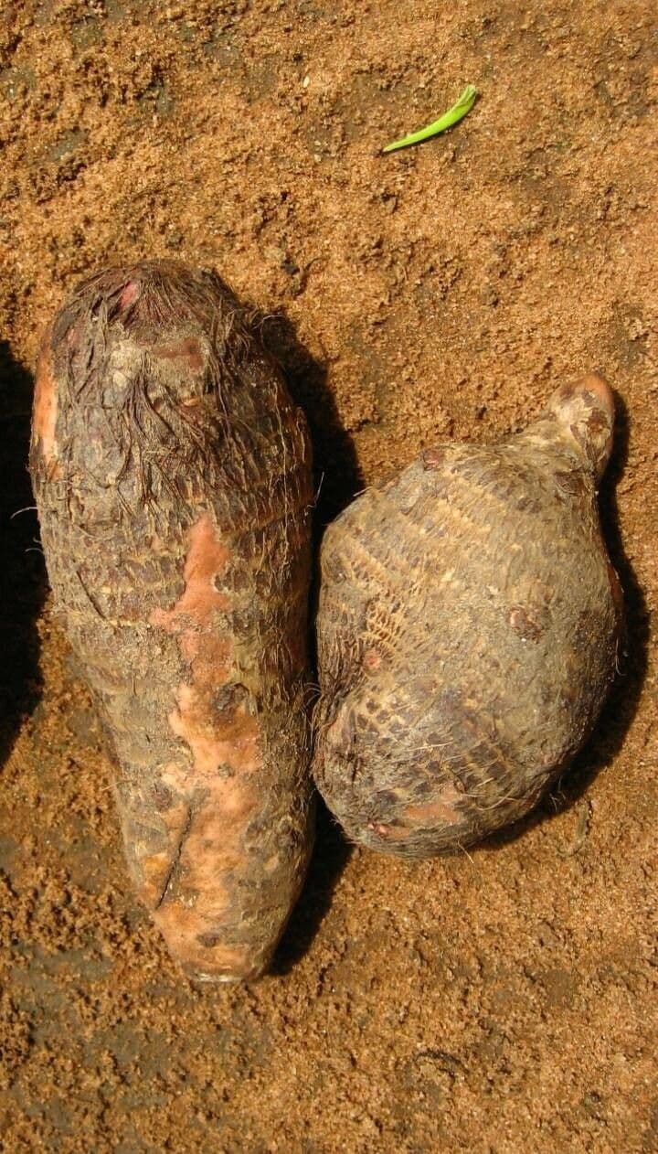 Taro 3