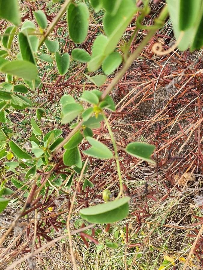 Helinus integrifolius 18
