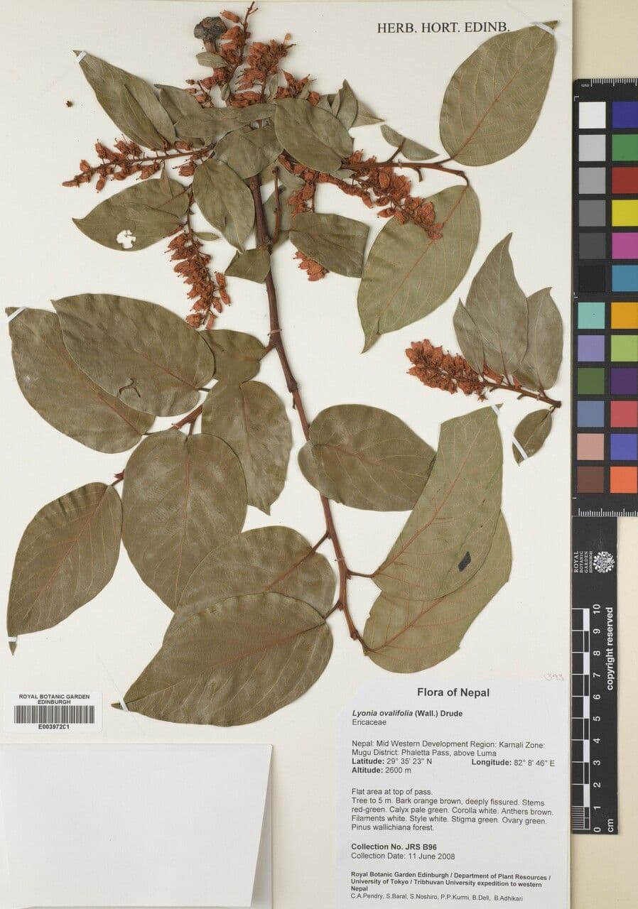 Lyonia 13