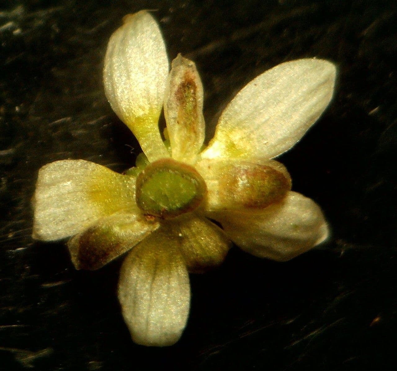 Ranuncolo ederaceo