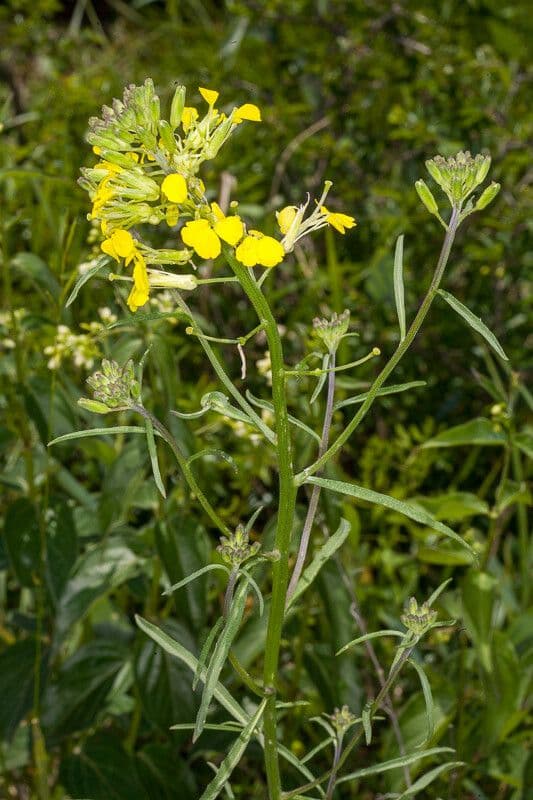 Erysimum rhaeticum 2