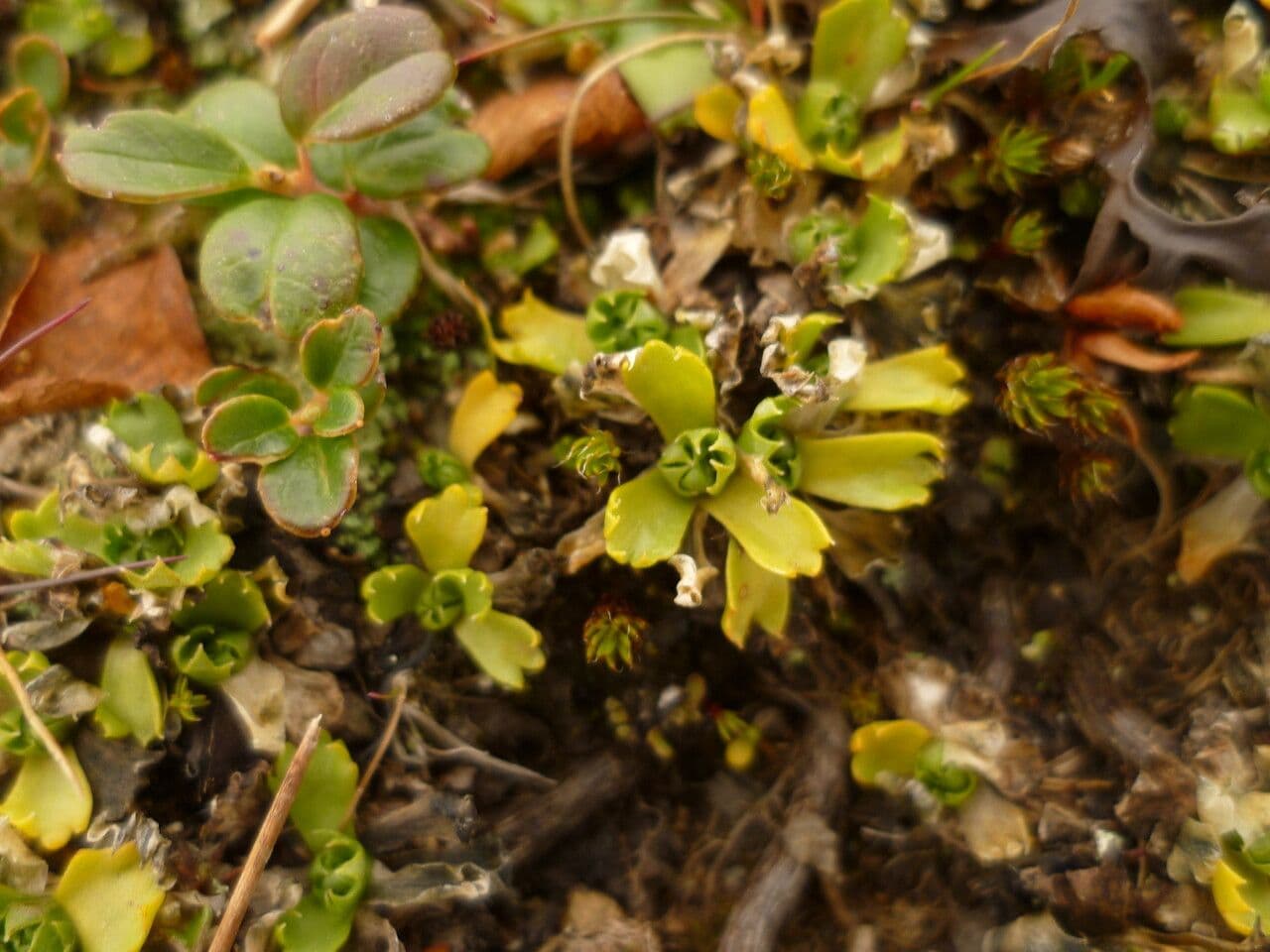 Primula 12