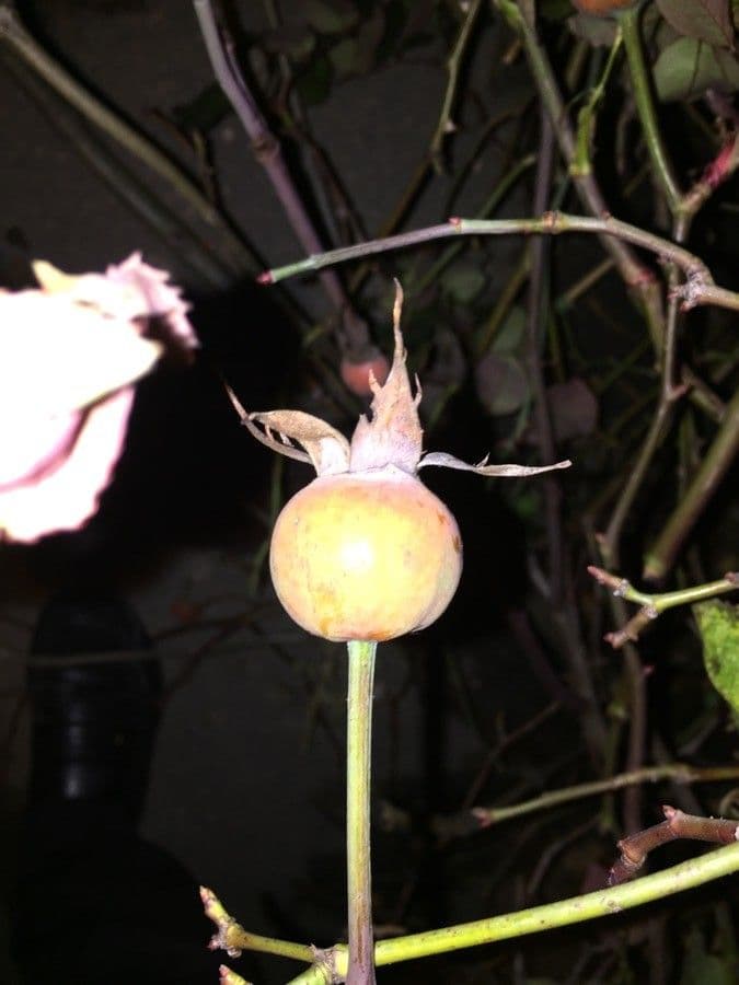 Rosa 3
