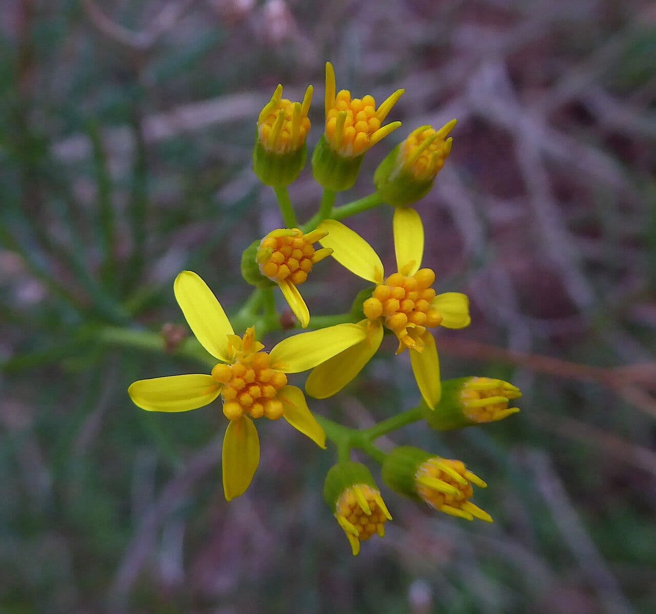 Senecio a foglie lineari 7
