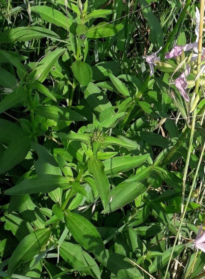 Saponaria comune 17