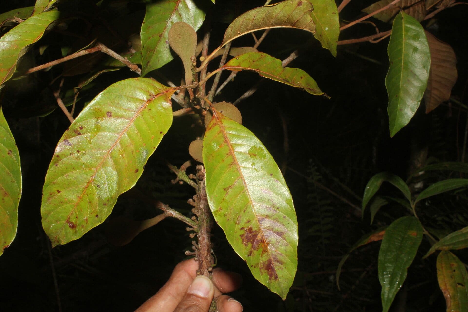 Pouteria 7