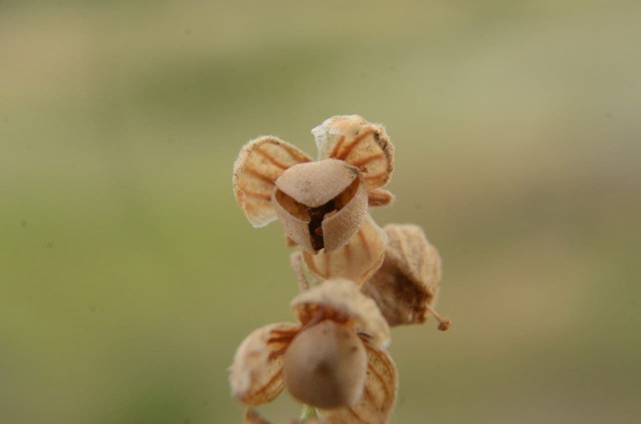 Eliantemo violaceo