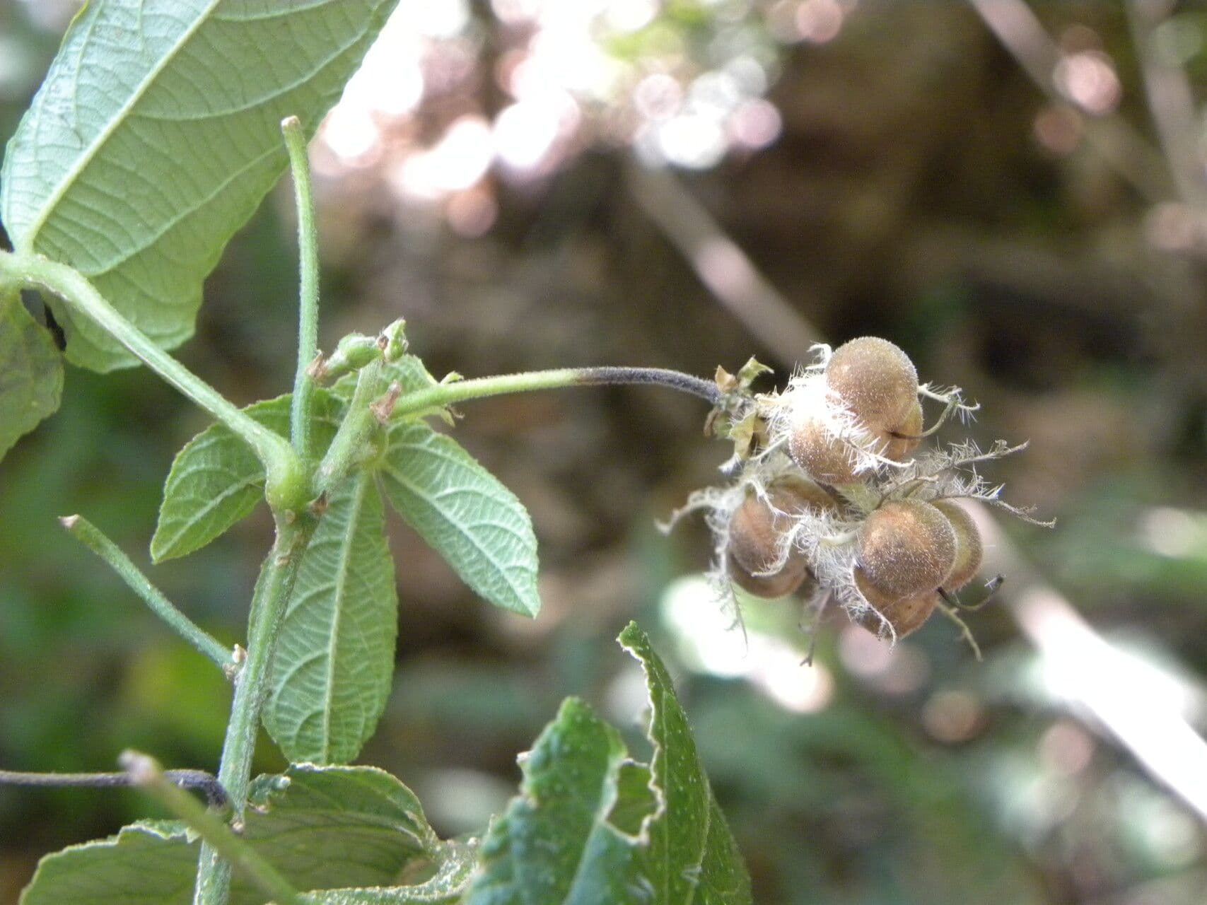 Dalechampie 4