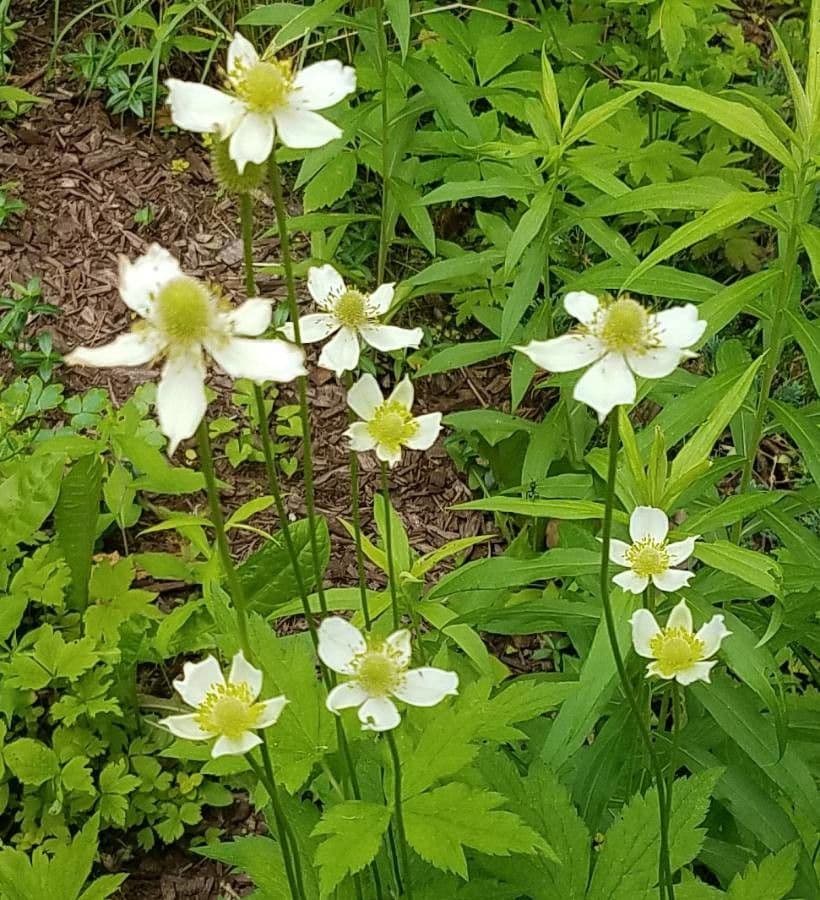Anemone della Virginia 9