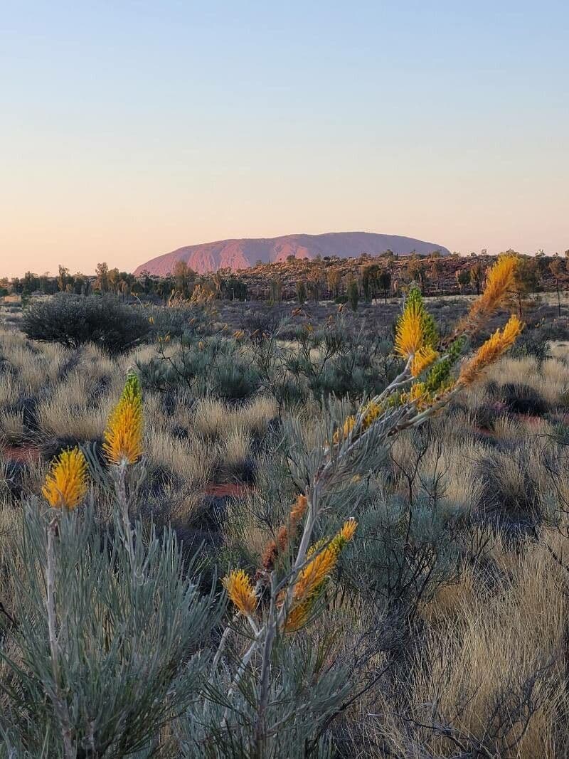 Grevillea 4