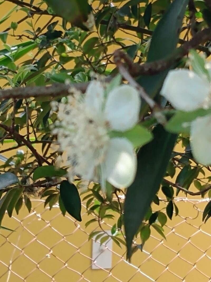 Eugenia 7