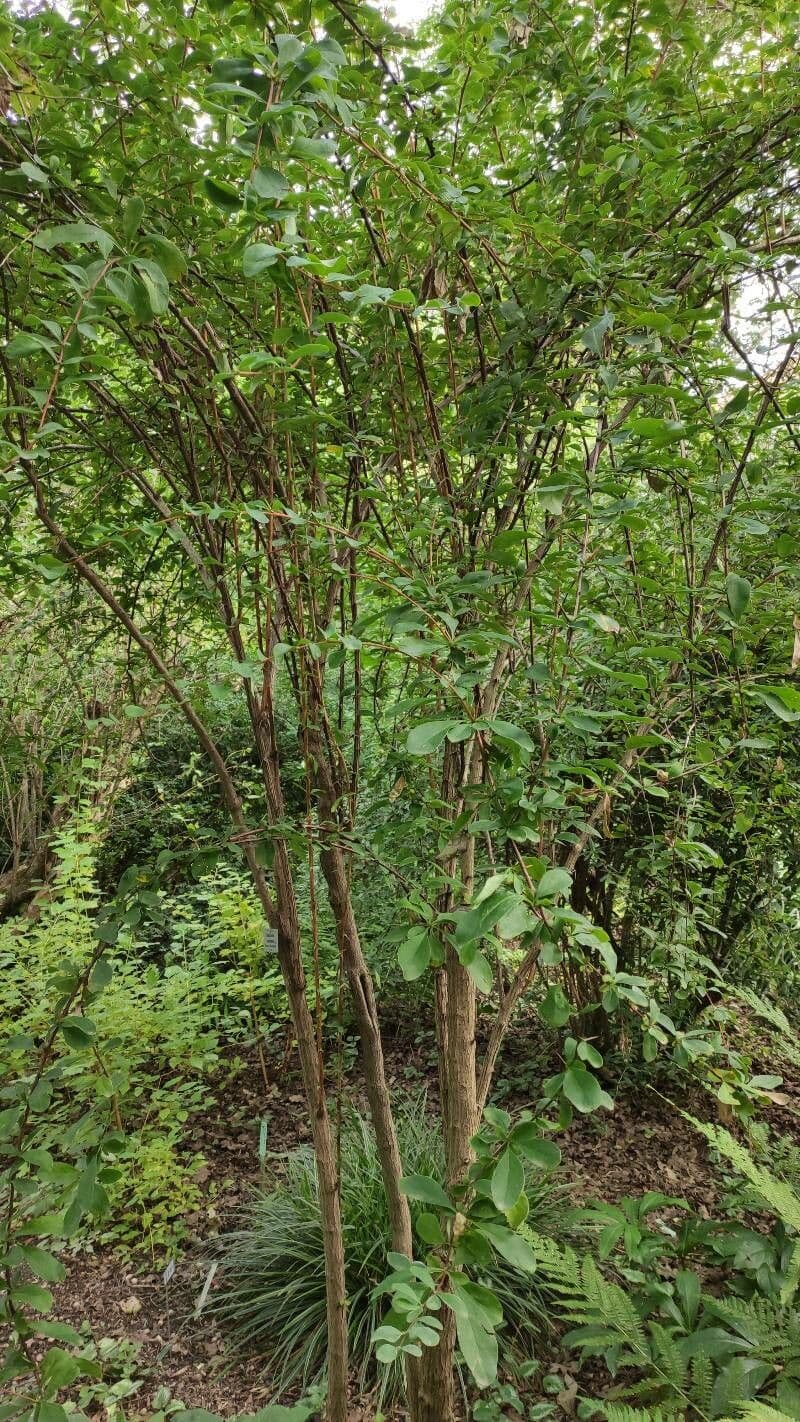 Agracejo 6