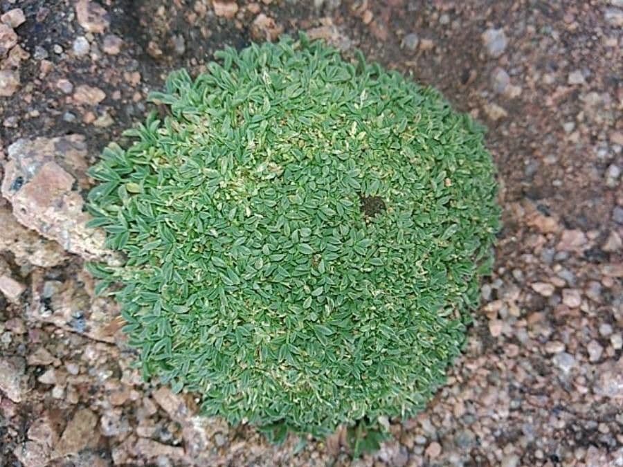 Diapensia lapponica 12