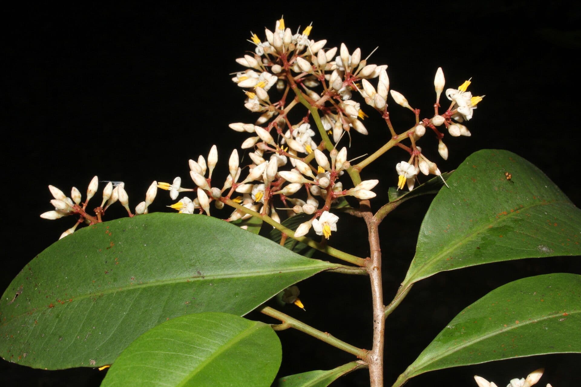 Ardisia 9