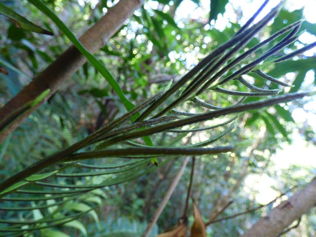 Blechnum attenuatum 2