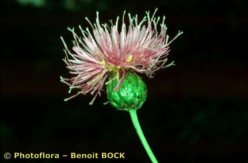 Klasea lycofolia 2