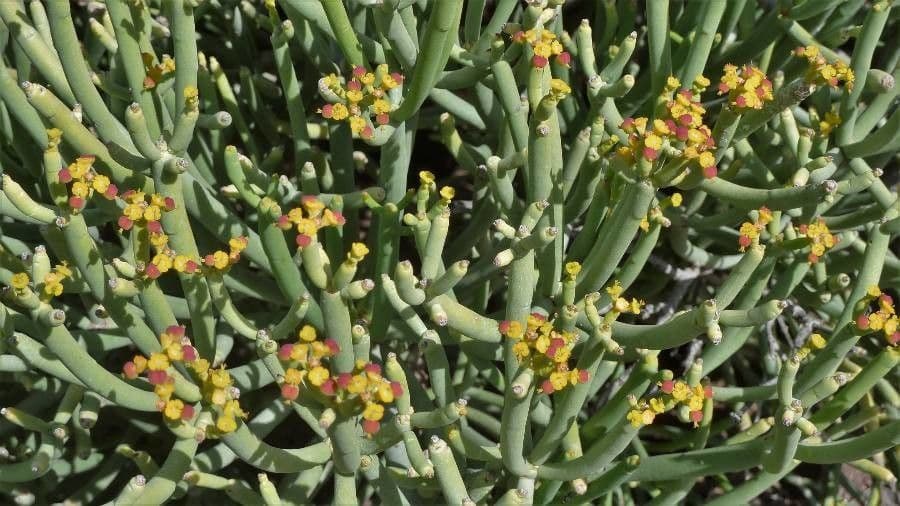 Euphorbe aphylla 2