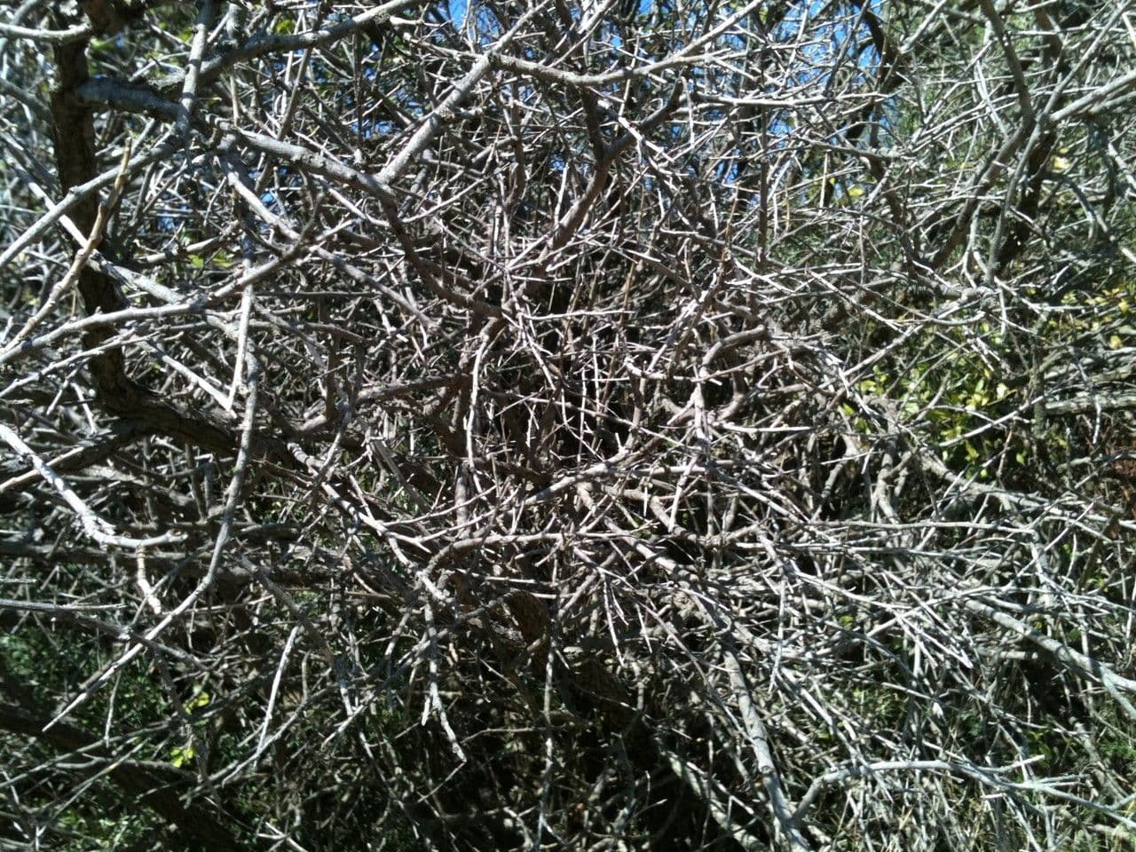 Anagyris fetida 14