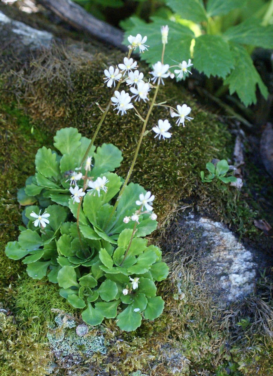 Keilblättrige Steinbrech 9