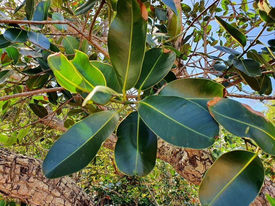Garcinia 4
