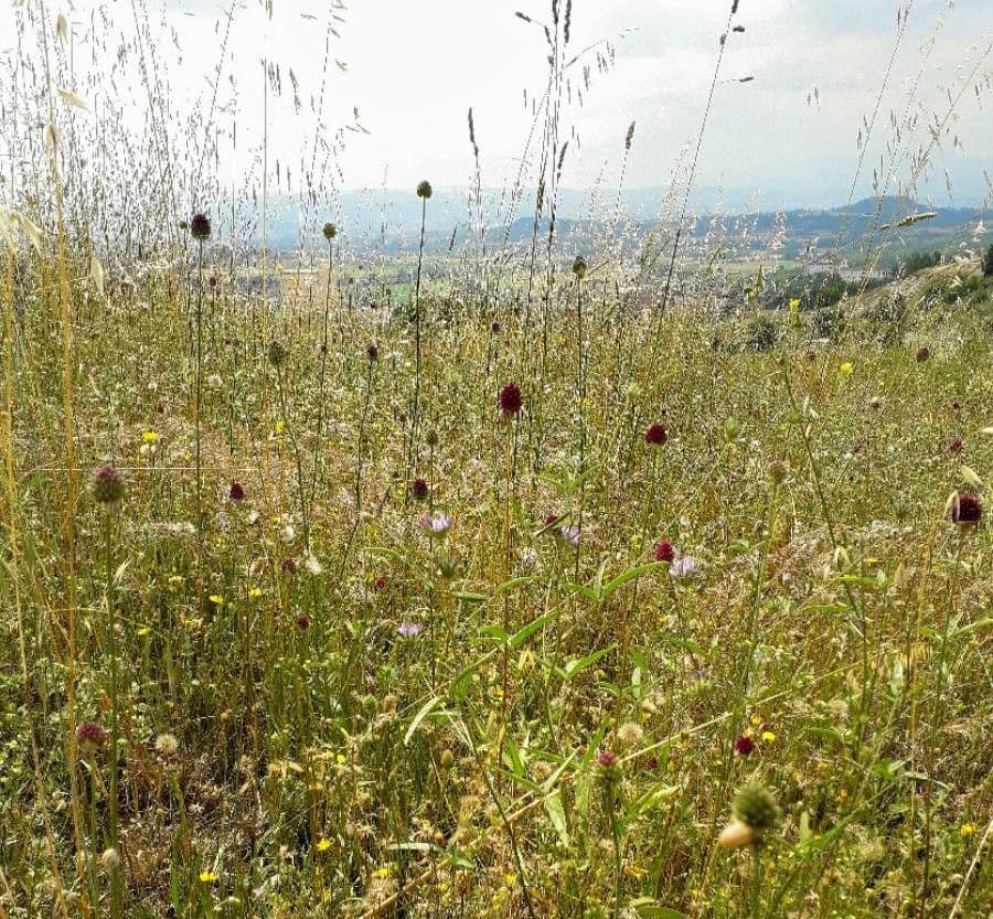 Aglio testatonda 15