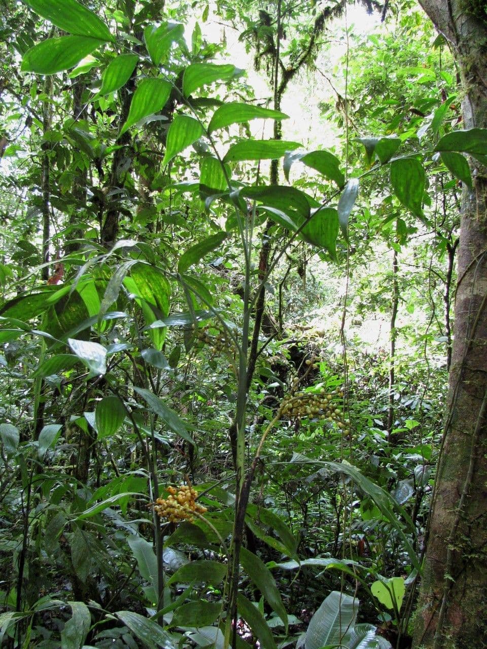 Chamaedorea 10