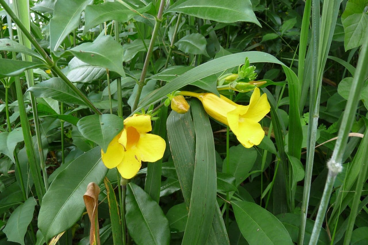 Allamanda 28