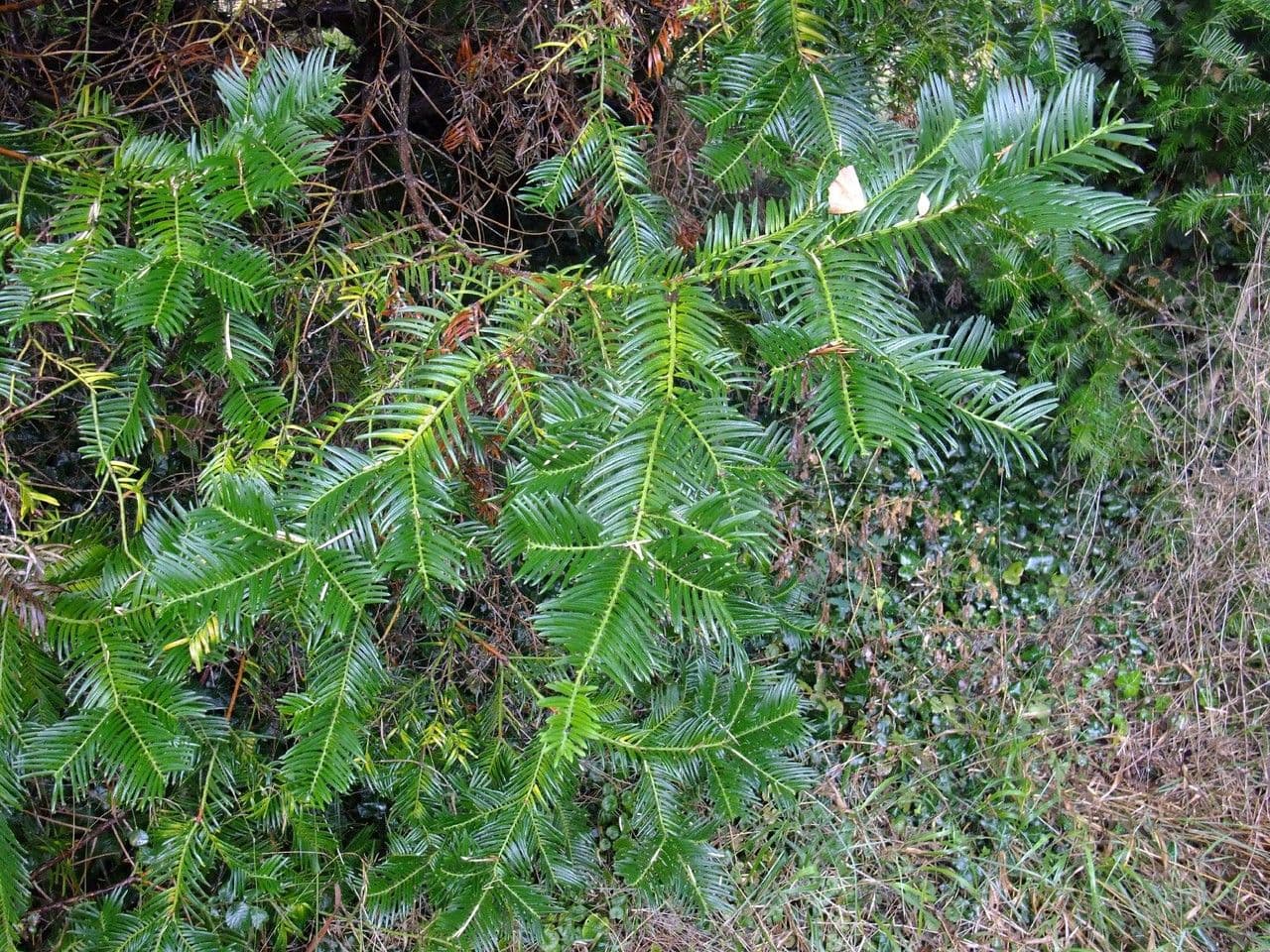 Obszarowca 29