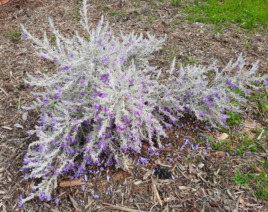 Eremophila 8