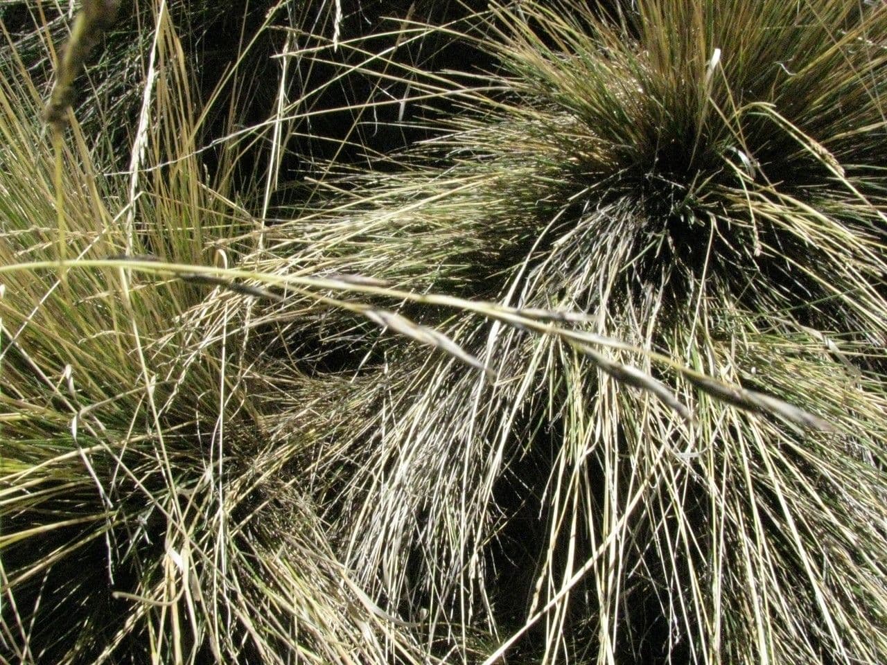 Festuca 3