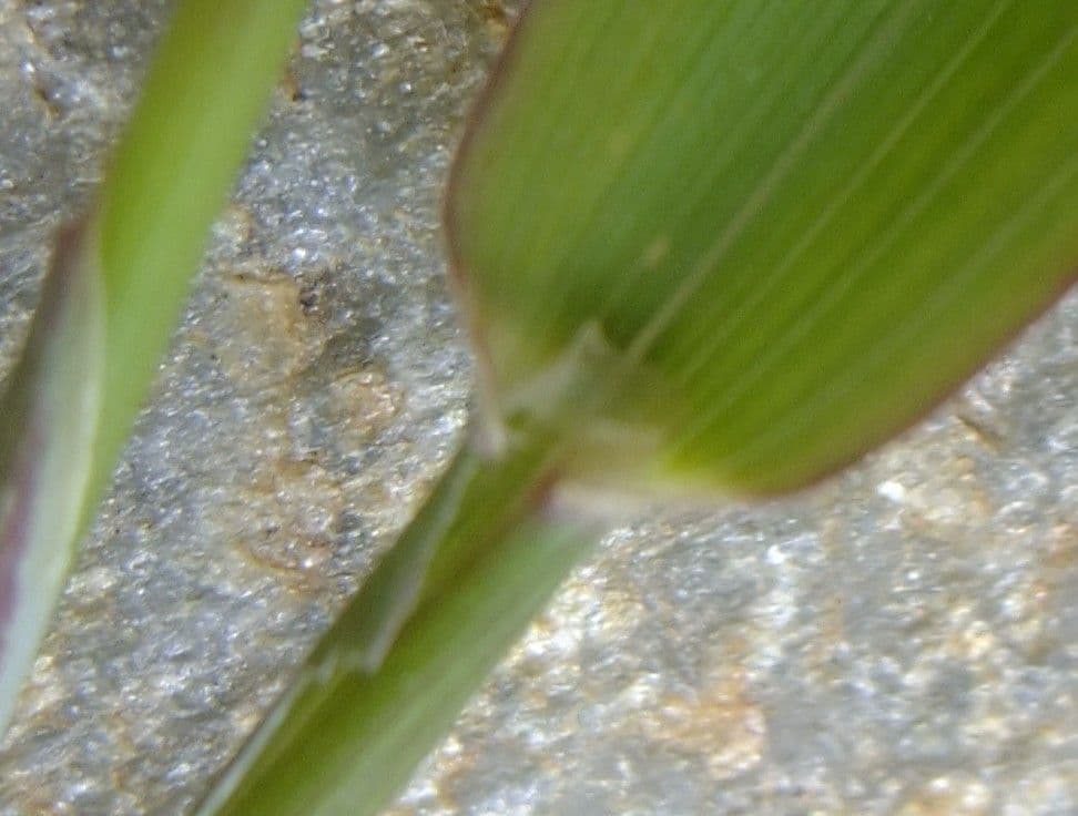 Codolina alpina 22