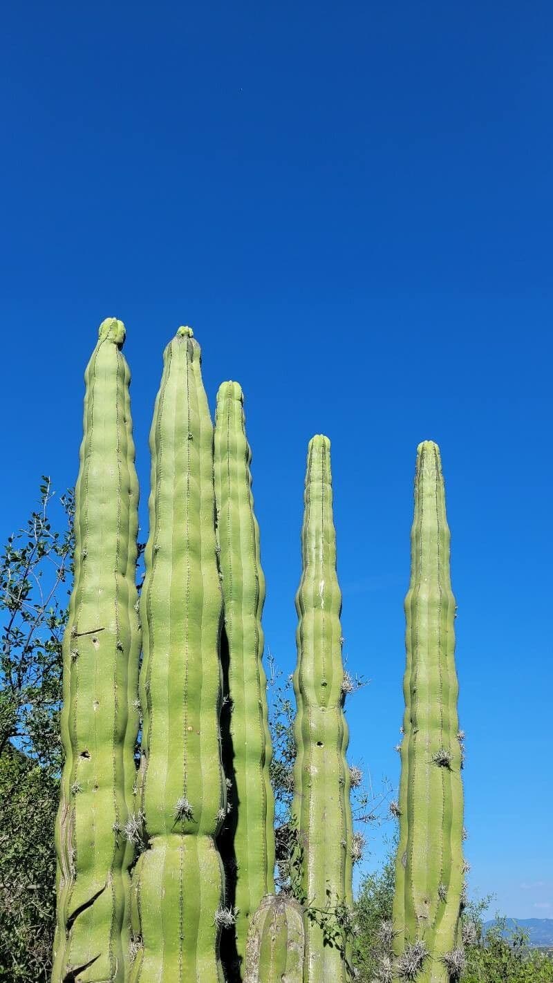 Isolatocereus 9