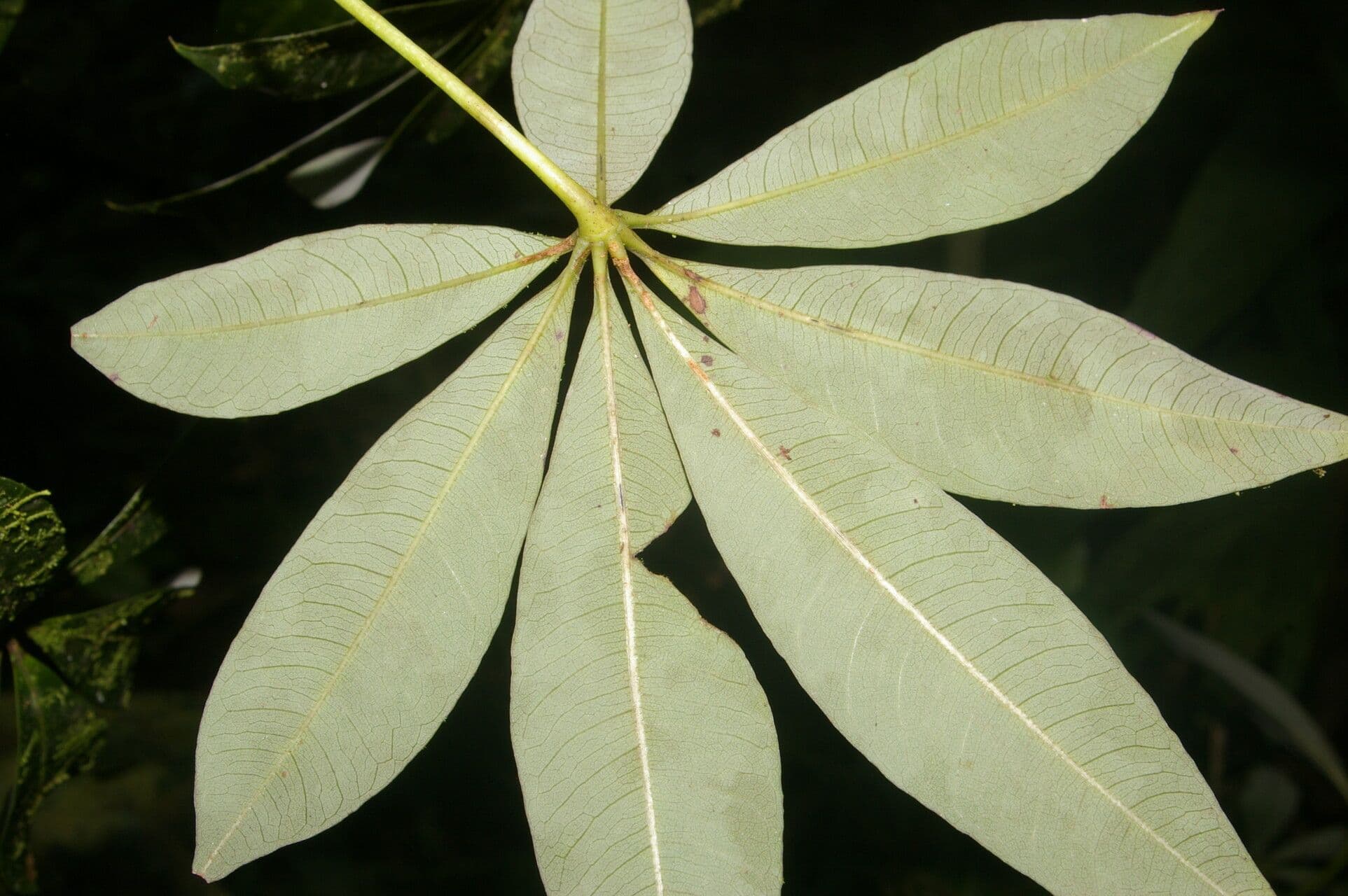 Spirotheca 15