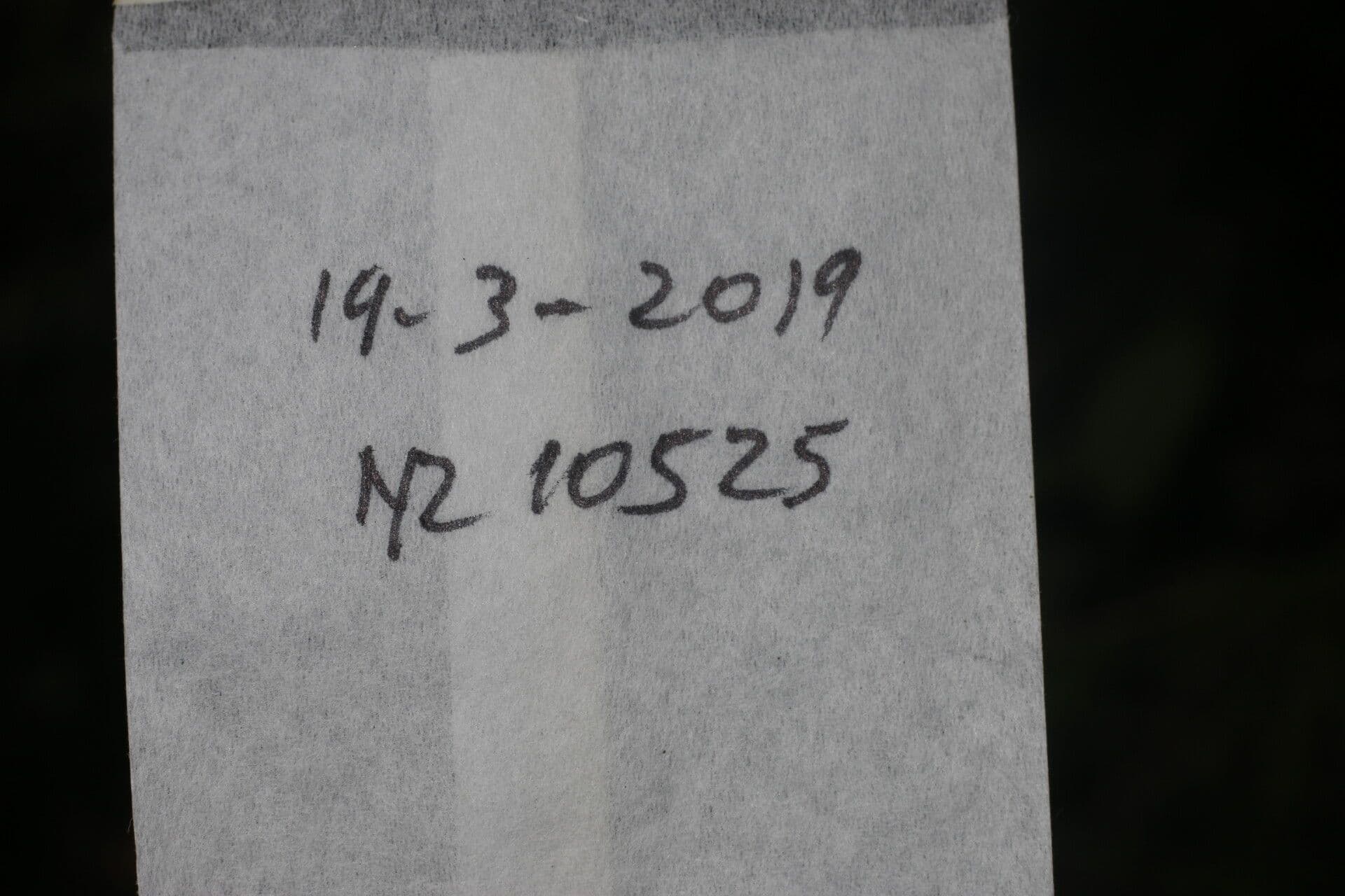 Adenophaedra 14
