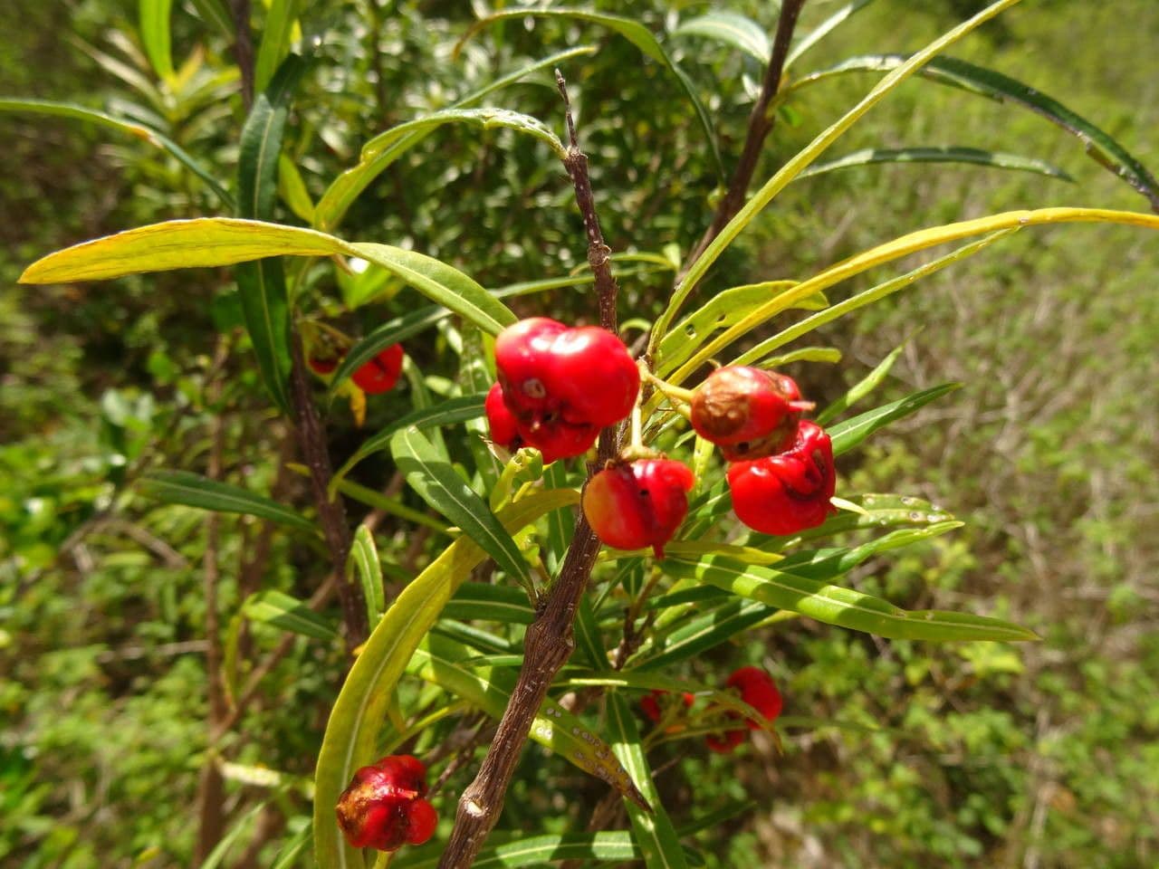 Malpighia 4