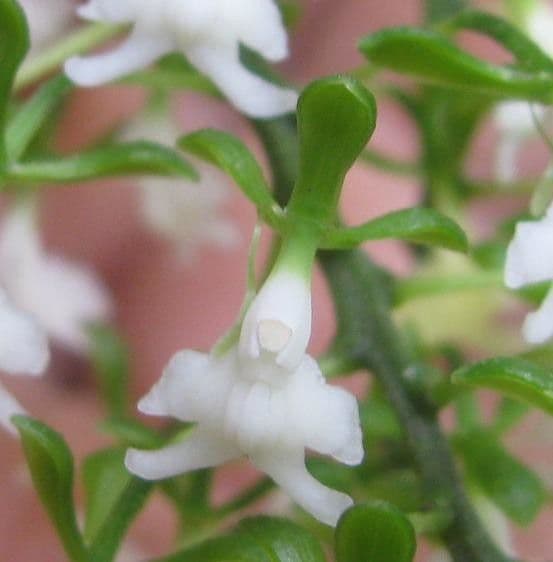 Epidendrum 2