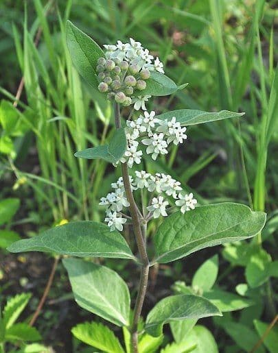 Asclepias ovalifolia 2