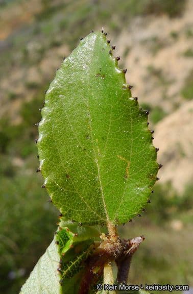 Ceanothus plstnatý 13