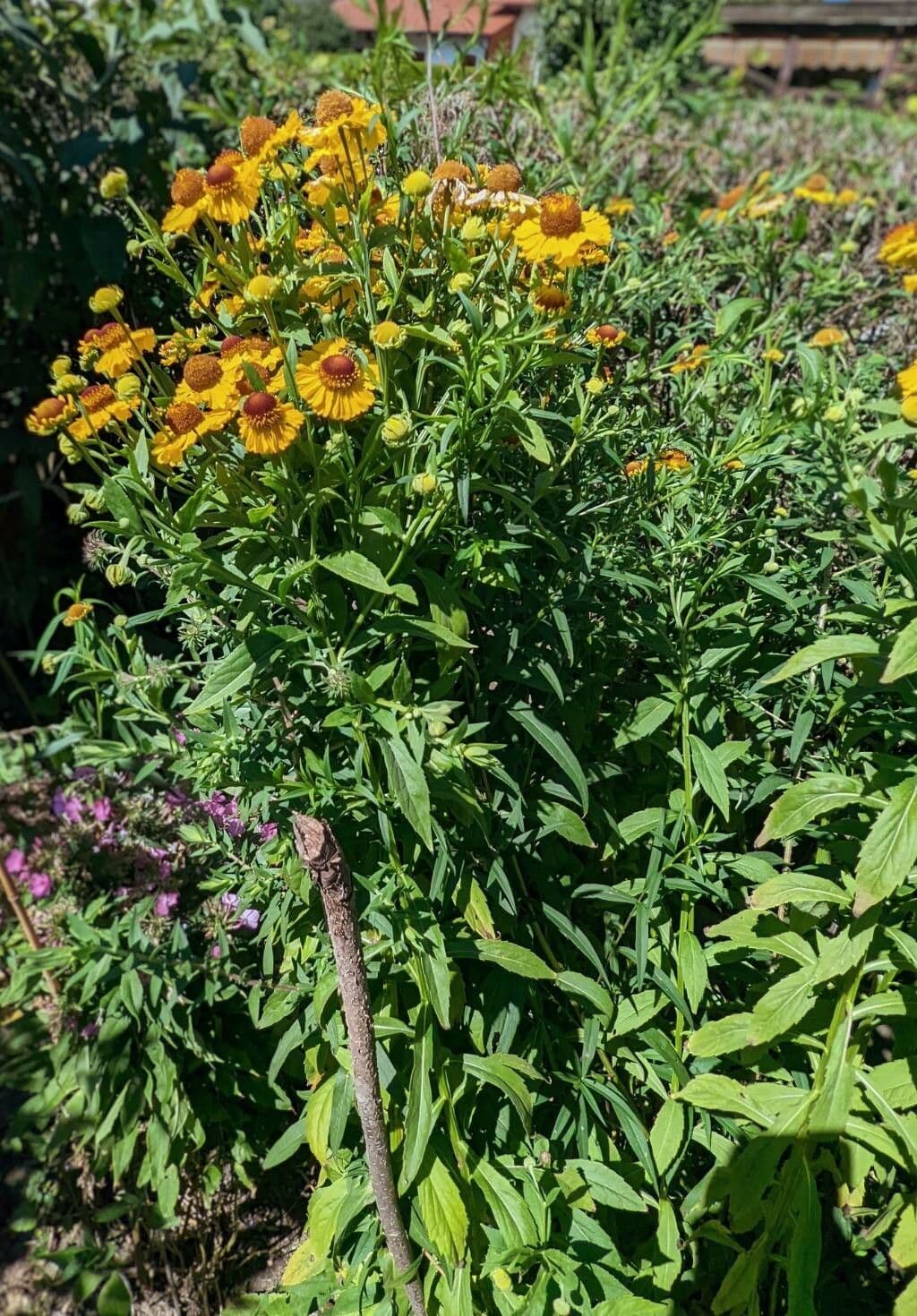 Helenium de otoño 11