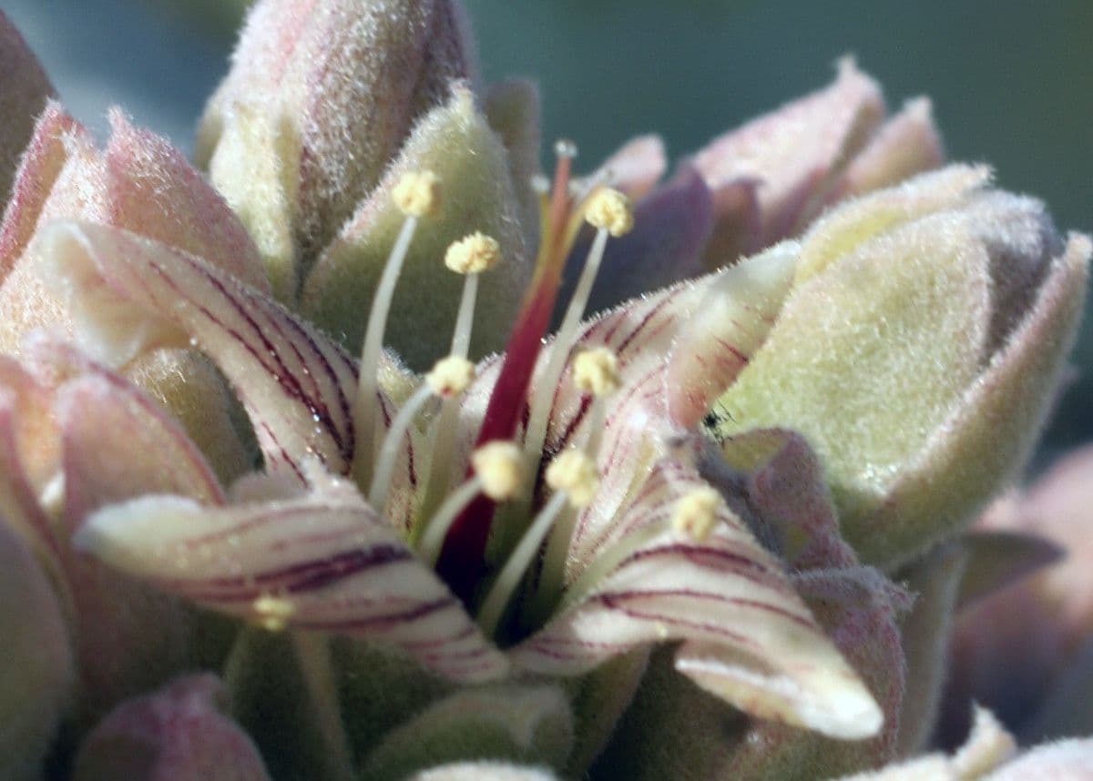 Donkey's ear 7