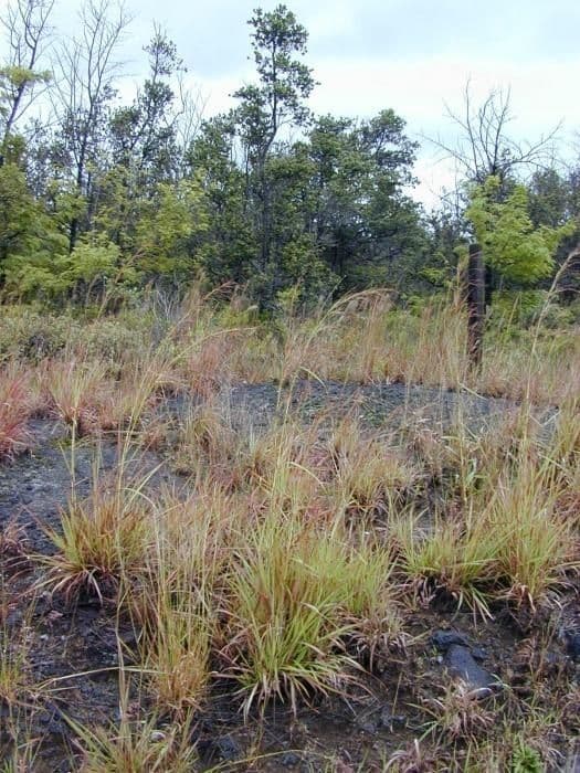Hyparrhenia rufa 8
