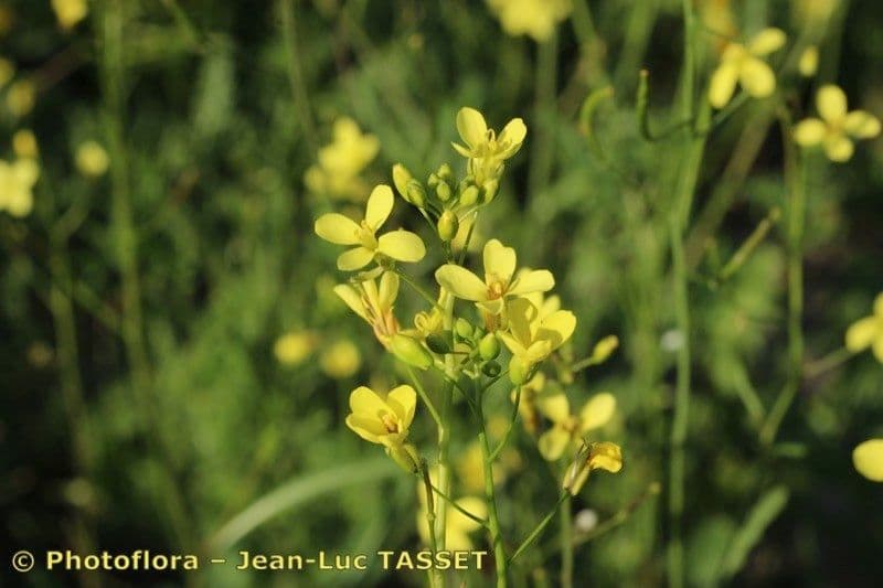 Diplotaxis ilorcitana
