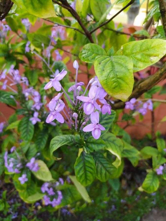 Pseuderanthemum