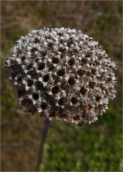 Monardella villosa