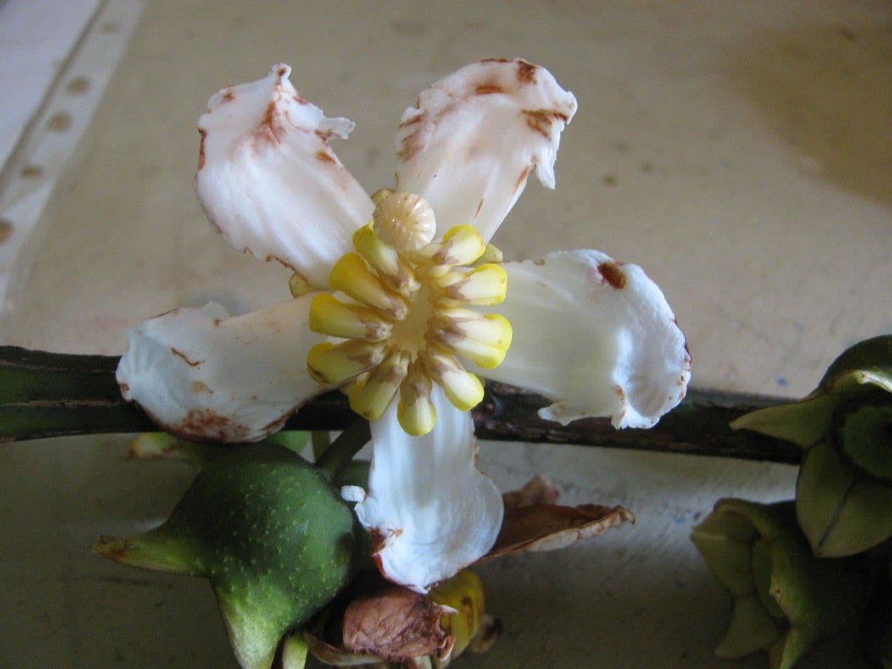 Bellucia 6