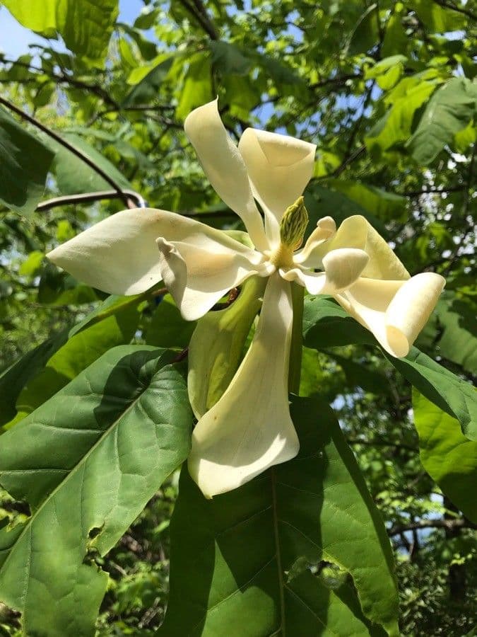 Magnolia di Fraser 8