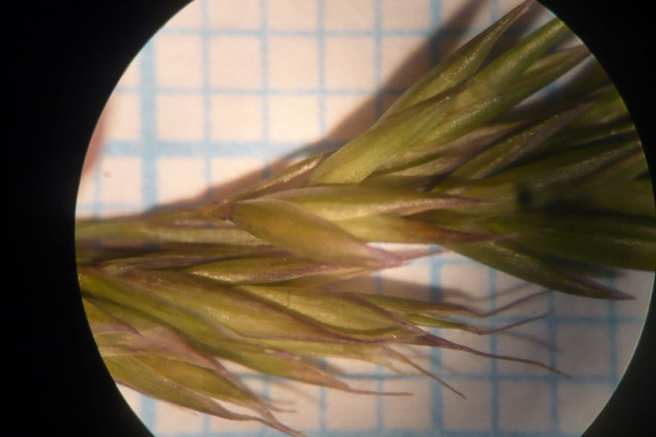 Festuca di Auquier 3