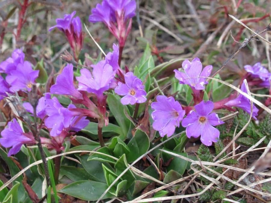 Primula 2